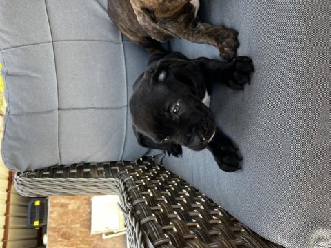 Cane corso yavrularımız