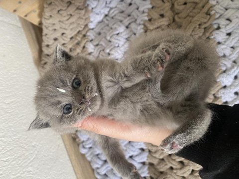 Safkan british shorthair