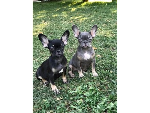 French bulldog prensesler
