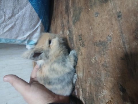 Sevimli yavru tavşanlar