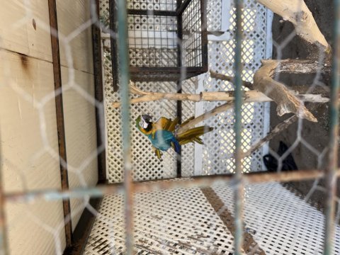 Sahiplendirilecek macaw papağanı