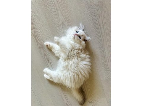 Erkek ragdoll bebek