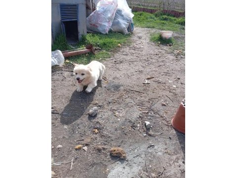 Golden retriever kırması 2 aylık yavrular