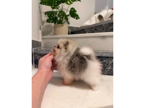 Pomeranian boo ayı surat bal