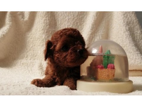 Teacup kore poodle