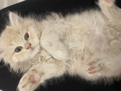 Sarı şeker bal surat chinchilla oğlan