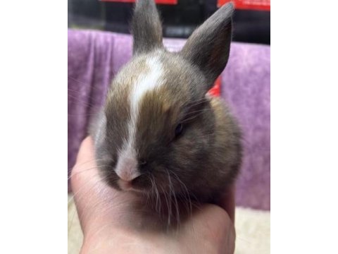 Cüce netherland dwarf tavşan yavrularımız