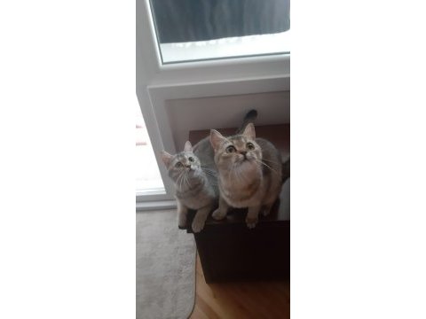 Black golden british shorthair prensesler