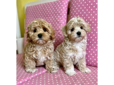 F2 maltipoo yavruları