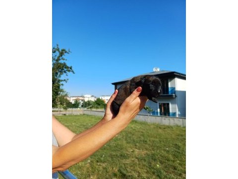 Üst düzey malinois kan hattına sahip rezerve açık