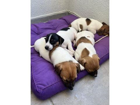 Jack russell