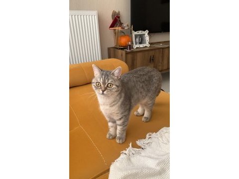 British shorthair ankara ve çevresi ücretsiz sahiplendirme