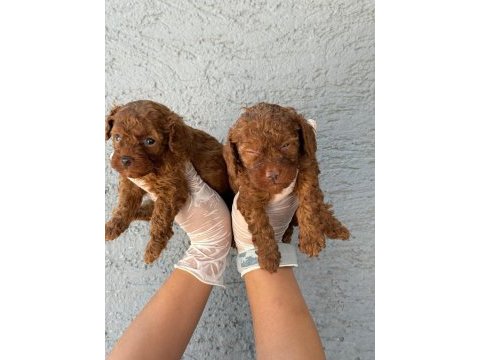Toy poodle yavrularımız çiftliğinden