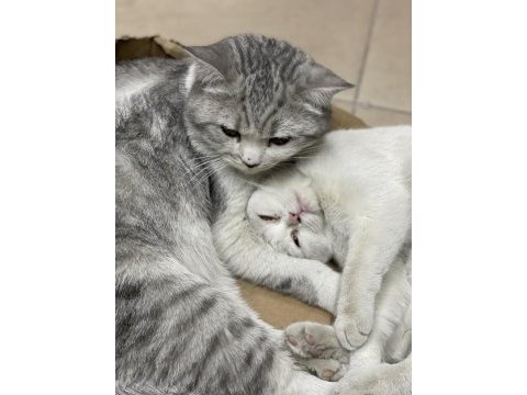Erkek 1 yaş dişi 5 aylık british shorthair