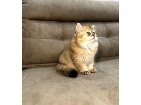 British longhair full şecereli babanın yavruları
