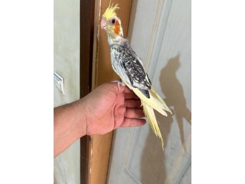 47 günlük pied sultan papağanı bebek
