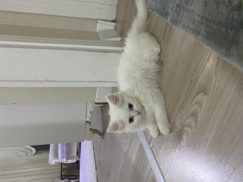 3 aylık british longhair yavrumuz