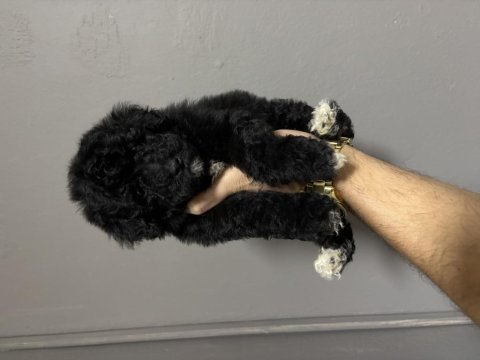 Maltipoo dişi erkek bebeklerimiz