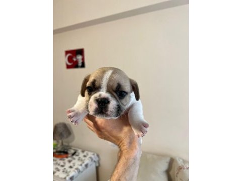 Erkek french bulldog