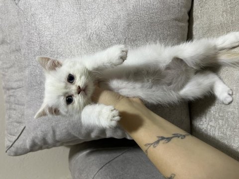 British shorthair yavrularımız