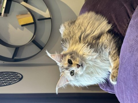 Safkan maine coon