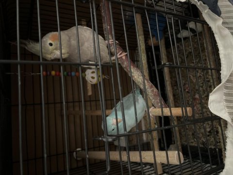1 adet sultan 1 adet forpus
