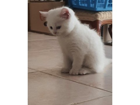 British shorthair yavru kedimiz