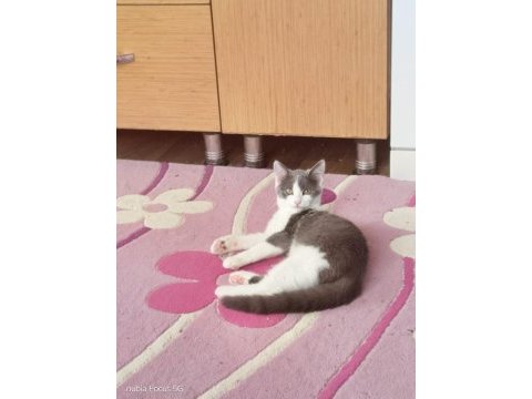 Kedimizi sahiplendiriyoruz