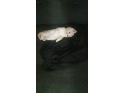 Yavru british shorthair