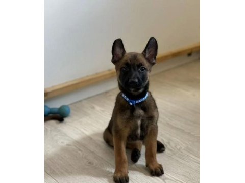A kalite malinois yavrular