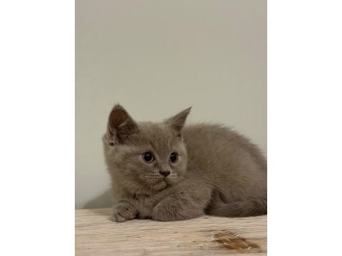 Sağlıklı british shorthair yavrular