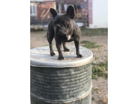 Dişi blue french bulldog