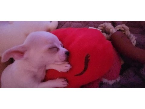 Orijinal elma kafa chihuahua yavruları bir dişi bir erkek
