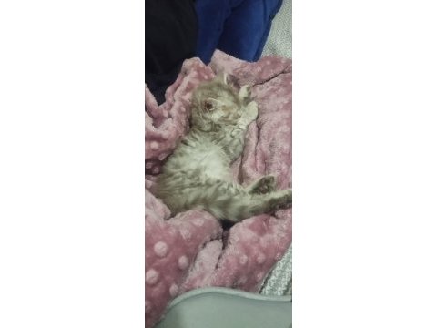 Acil sahiplendirme british longhair