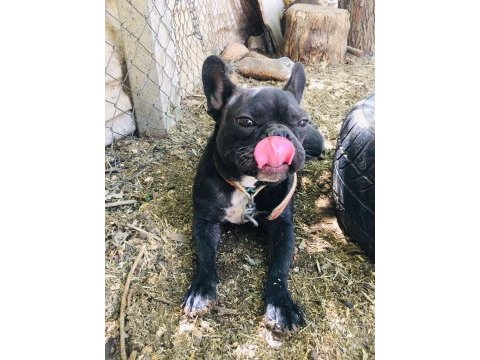 Süper anotomi franch bulldog