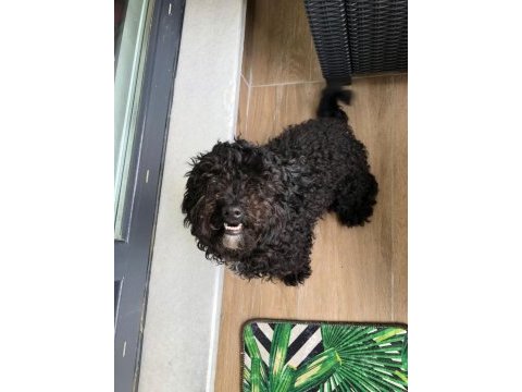 2 yaşında erkek maltipoo