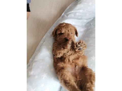 Köpekler yeni sahiplerini arıyorlar