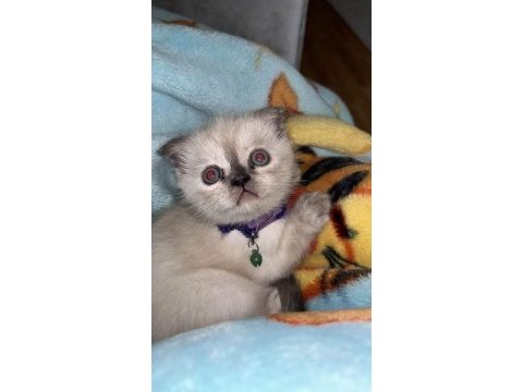 İlk gelen alır oyun hastası british shorthair