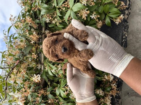 Antialerjik zeki oyuncu toy poodle