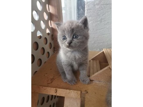 Bayram şekeri tadında gri dişi yavru british shorthair