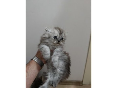Chinchilla kediler