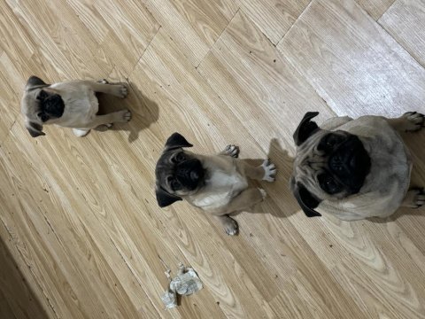 1 yetişkin dişi 1 dişi ve 1 erkek yavru pug toplu