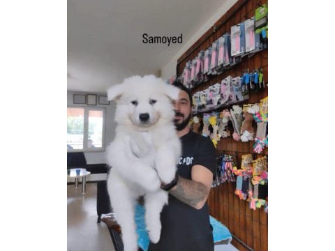 Tr 1 adayı ödüllü babadan ayı yavrusu samoyed
