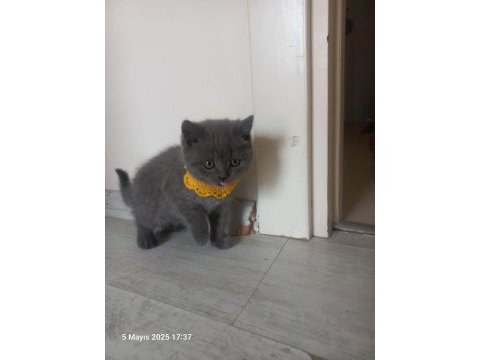 2 aylık kedimiz duman
