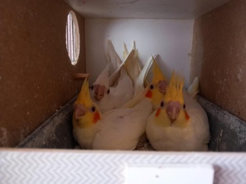 Sağlıklı sultan papağanı yavruları