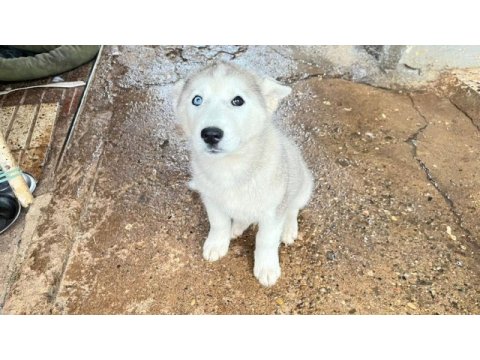 Husky köpekler