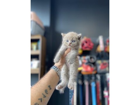 Mükemmel yapı british shorthair