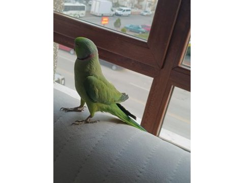 Pakistan papağanı