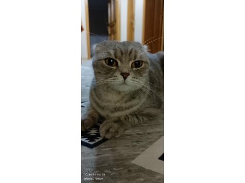 Scottish fold kedimiz