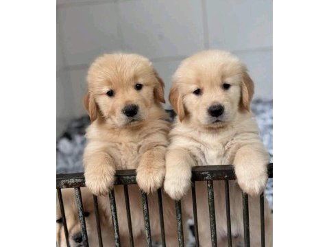 Dişi ve erkek golden retriever bebeklerimiz